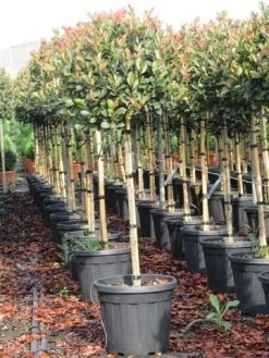 Glansmispel Op Stam (Photinia Fraseri 'Red Robin') -Groene Wereld photinia fraseri red robin halfstam 8