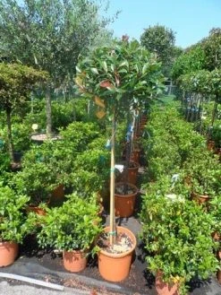 Glansmispel Op Stam (Photinia Fraseri 'Red Robin') -Groene Wereld photinia fraseri red robin halfstam c25