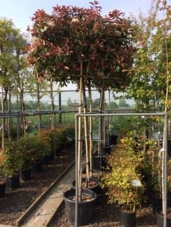 Glansmispel Als Leiboom (Photinia Fraseri 'Red Robin') 9 Glansmispel Als Leiboom (Photinia Fraseri 'Red Robin') -Groene Wereld photinia lei 10 12cm 3