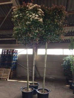 Glansmispel Als Leiboom (Photinia Fraseri 'Red Robin') -Groene Wereld photinia lei 12 14cm 1