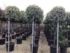 Glansmispel Op Stam (Photinia Fraseri 'Pink Marble') -Groene Wereld photinia pink marble02