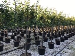 Glansmispel Halfstam Als Leiboom (Photinia Fraseri 'Red Robin') 9 Glansmispel Halfstam Als Leiboom (Photinia Fraseri 'Red Robin') -Groene Wereld photinia red robin 130cm stem leivorm