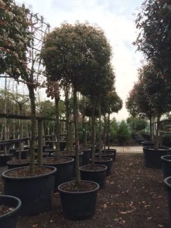 Glansmispel Als Boom (Photinia Fraseri 'Red Robin') 19 Glansmispel Als Boom (Photinia Fraseri 'Red Robin') -Groene Wereld photinia red robin 2025