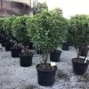 Meerstammige Glansmispel (Photinia Fraseri 'Red Robin') -Groene Wereld photinia red robin c70 meerstammig 2