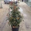 Glansmispel (Photinia 'Robusta Compacta') -Groene Wereld photinia robusta compacta