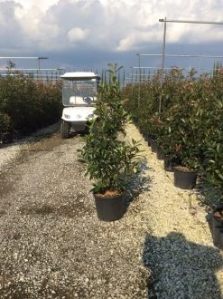 Glansmispel (Photinia 'Robusta Compacta') -Groene Wereld photinia robusta compacta 2