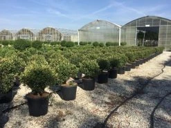 Glansmispel Als Bolvorm (Photinia Fraseri 'Carré Rouge') -Groene Wereld photiniacarrerougebal01