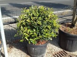 Glansmispel Als Bolvorm (Photinia Fraseri 'Carré Rouge') -Groene Wereld photiniacarrerougebal02
