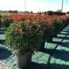 Glansmispel Als Bolvorm (Photinia Fraseri 'Carré Rouge') -Groene Wereld photiniacarrerougebal03 1