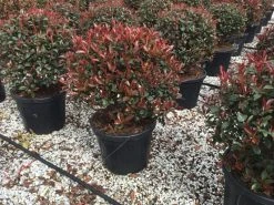 Glansmispel Als Bolvorm (Photinia Fraseri 'Carré Rouge') -Groene Wereld photiniacarrerougebal04 1