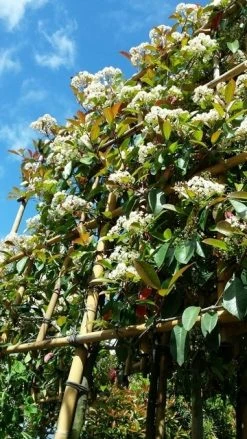 Glansmispel Als Leiboom (Photinia Fraseri 'Red Robin') 11 Glansmispel Als Leiboom (Photinia Fraseri 'Red Robin') -Groene Wereld photinialeiboom01