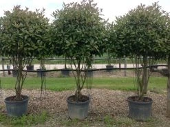 Meerstammige Glansmispel (Photinia Fraseri 'Red Robin') -Groene Wereld photiniaredrobinmeerstammig01 2