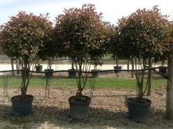 Meerstammige Glansmispel (Photinia Fraseri 'Red Robin') -Groene Wereld photiniaredrobinmeerstammig02 2
