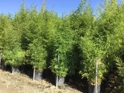 Bamboe (Phyllostachys Aurea) -Groene Wereld phyllostachus aurea 150 200cm