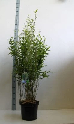 Bamboe (Phyllostachys Bissetii) -Groene Wereld phyllostachus bissetii 100 125 cm co. 10l kopie