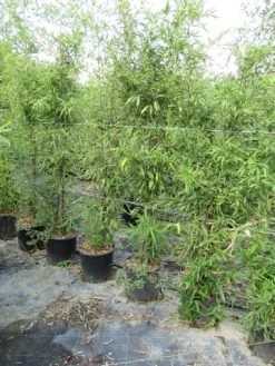 Bamboe (Phyllostachys Aureosulcata 'Spectabilis') 26 Bamboe (Phyllostachys Aureosulcata 'Spectabilis') -Groene Wereld phyllostachys 1