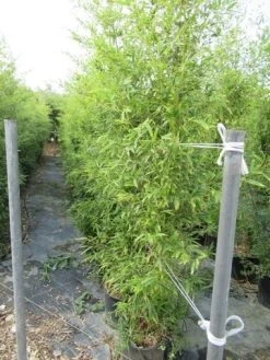 Bamboe (Phyllostachys Aurea) -Groene Wereld phyllostachys 2