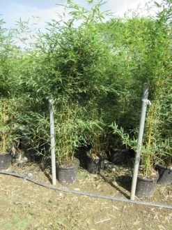 Bamboe (Phyllostachys Aurea) -Groene Wereld phyllostachys 3