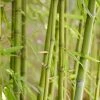 Bamboe (Phyllostachys Aurea) 2 Bamboe (Phyllostachys Aurea) -Groene Wereld phyllostachys aurea 1