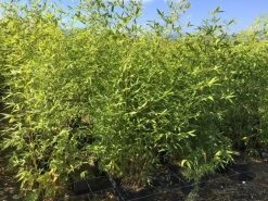 Bamboe (Phyllostachys Aurea) -Groene Wereld phyllostachys aurea 100 125cm c5