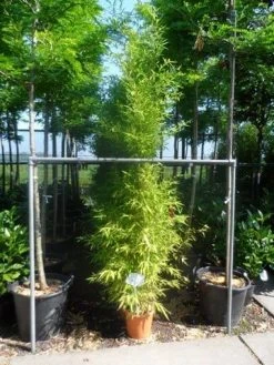 Bamboe (Phyllostachys Aurea) -Groene Wereld phyllostachys aurea 175 200 c12