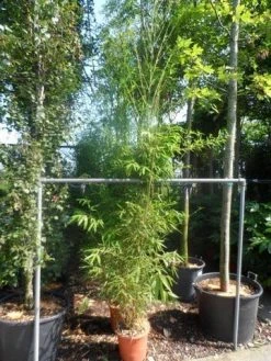 Bamboe (Phyllostachys Aurea) -Groene Wereld phyllostachys aurea 175 200 c20