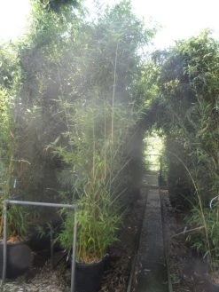 Bamboe (Phyllostachys Aurea) -Groene Wereld phyllostachys aurea 250 300 c35