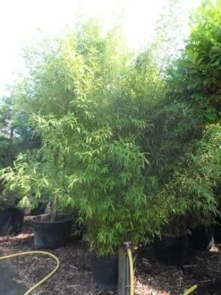 Bamboe (Phyllostachys Aurea) -Groene Wereld phyllostachys aurea 300 400 c160 200 extra