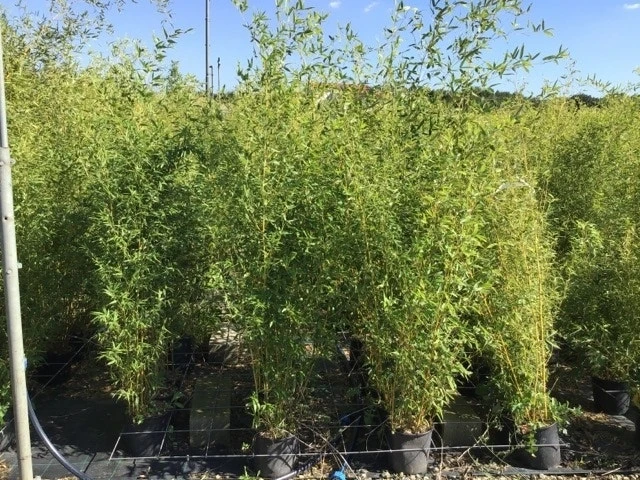 Bamboe (Phyllostachys Aureosulcata 'Spectabilis') 15 Bamboe (Phyllostachys Aureosulcata 'Spectabilis') - Afbeelding 13