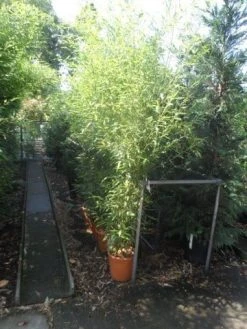 Bamboe (Phyllostachys Bissetii) -Groene Wereld phyllostachys bissetii 175 200 c20
