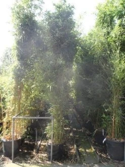Bamboe (Phyllostachys Bissetii) -Groene Wereld phyllostachys bissetii 250 300 c35