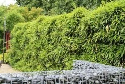 Bamboe (Phyllostachys Bissetii) -Groene Wereld phyllostachys bissetti 1