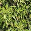 Bamboe (Phyllostachys Bissetii) -Groene Wereld phyllostachys bissetti 2