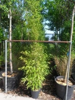 Bamboe (Phyllostachys Nigra) -Groene Wereld phyllostachys nigra 150 200 c12