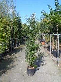 Bamboe (Phyllostachys Nigra) -Groene Wereld phyllostachys nigra 150 200 c18