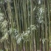 Bamboe (Phyllostachys Viridiglaucescens) -Groene Wereld phyllostachys viridis glaucescens