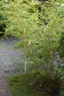 Bamboe (Phyllostachys Vivax 'Aureocaulis') 12 Bamboe (Phyllostachys Vivax 'Aureocaulis') -Groene Wereld phyllostachys vivax aureocaulis 1