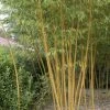 Bamboe (Phyllostachys Vivax 'Aureocaulis') 1 Bamboe (Phyllostachys Vivax 'Aureocaulis') -Groene Wereld phyllostachys vivax aureocaulis 1 1