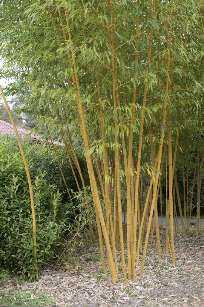 Bamboe (Phyllostachys Vivax 'Aureocaulis') 3 Bamboe (Phyllostachys Vivax 'Aureocaulis')