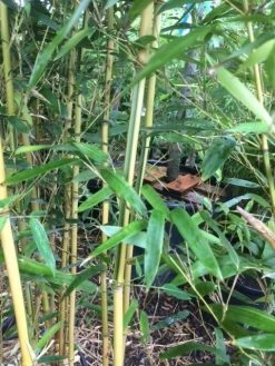 Bamboe (Phyllostachys Aureosulcata 'Spectabilis') 22 Bamboe (Phyllostachys Aureosulcata 'Spectabilis') -Groene Wereld phyllostahys spectabilis 3