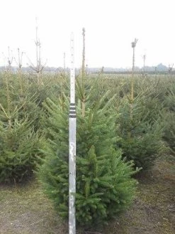 Fijnspar (Picea Abies) 9 Fijnspar (Picea Abies) -Groene Wereld picea abies 125 150 5 1
