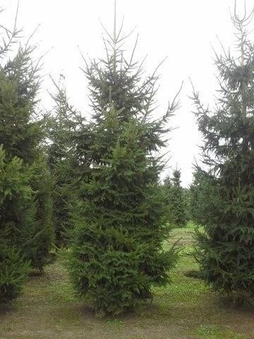 Fijnspar (Picea Abies) 5 Fijnspar (Picea Abies) - Afbeelding 3