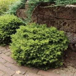 Kussenspar (Picea Abies 'Little Gem') 7 Kussenspar (Picea Abies 'Little Gem') -Groene Wereld picea abies little gem