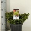 Kussenspar (Picea Abies 'Little Gem') 2 Kussenspar (Picea Abies 'Little Gem') -Groene Wereld picea abies little gem winter c3 m