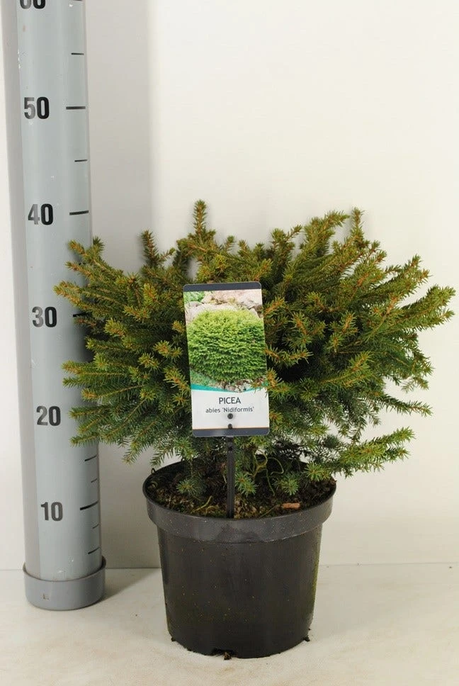 Spar (Picea Abies 'Nidiformis') 4 Spar (Picea Abies 'Nidiformis') - Afbeelding 2