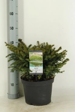 Spar (Picea Abies 'Nidiformis') -Groene Wereld picea abies nidiformis c5 m 1