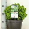 Kogelspar (Picea Glauca 'Alberta Globe') 2 Kogelspar (Picea Glauca 'Alberta Globe') -Groene Wereld picea glauca alberta globe zomer c3 m