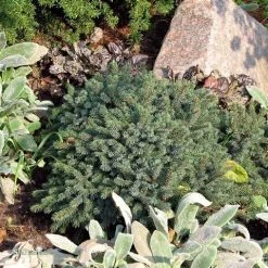 Dwergspar (Picea Glauca 'Echiniformis') 9 Dwergspar (Picea Glauca 'Echiniformis') -Groene Wereld picea glauca echiniformis