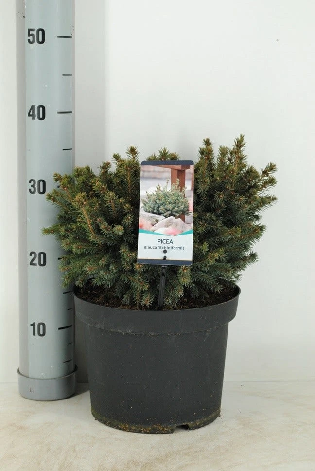 Dwergspar (Picea Glauca 'Echiniformis') 4 Dwergspar (Picea Glauca 'Echiniformis') - Afbeelding 2