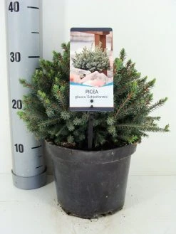 Dwergspar (Picea Glauca 'Echiniformis') 8 Dwergspar (Picea Glauca 'Echiniformis') -Groene Wereld picea glauca echiniformis zomer c3 m